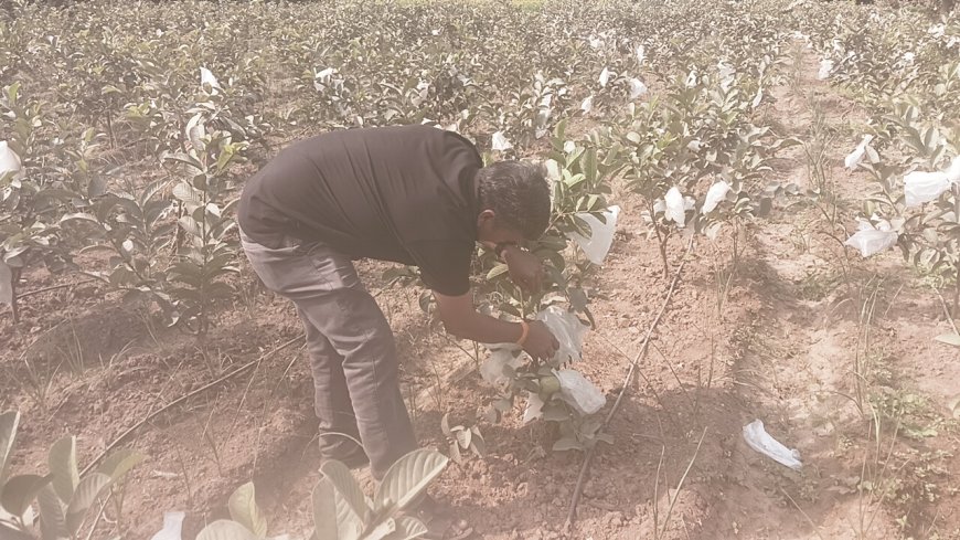 अमरुद के स्वाद से मुख में आ जाता पानी  :भरतपुर संभाग की अमरुद बागवानी