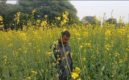 खेतों ने ओढी पीली चादर: सरसों की फसल पर खिलने लगे फूल