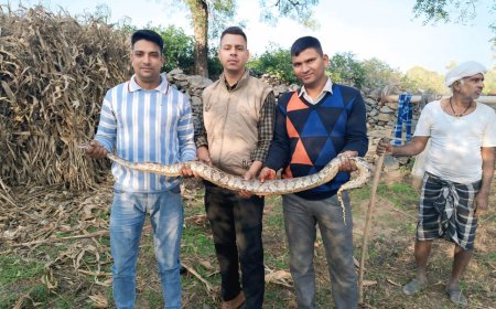 कोचरिया में 6 फीट लंबे अजगर का रेशक्यु कर जंगल में छोड़ा