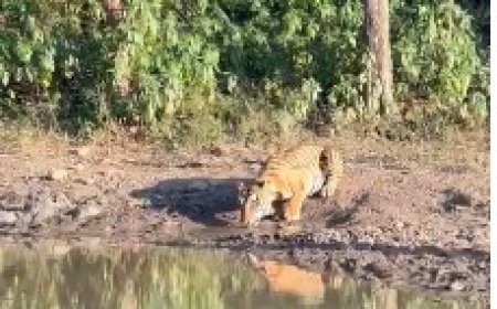 सरिस्का टाइगर रिज़र्व में पर्यटकों को बाघ 2304 की शानदार साइटिंग