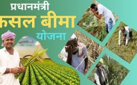 प्रधानमंत्री फसल बीमा योजना रबी 2025-26 हेतु अधिसूचना जारी;  कृषक 31 दिसम्बर तक कराएं नामांकन
