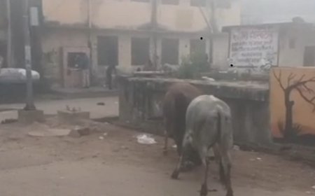 आवारा पशुओं का आतंक: सांड के हमले में घायलों का जिम्मेदार कौन? सवाल पर अफसर मौन