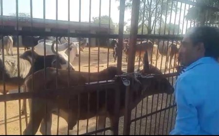 तखतगढ़ उप तहसीलदार जीतेन्द्र बबेरवाल ने नंदी गौशाला का निरीक्षण