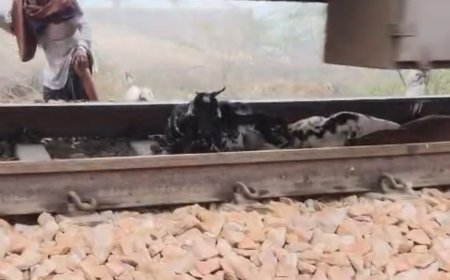 ट्रेन हादसे में 20 बकरियों की मौत, 3 घायल,चरवाहे के परिवार पर टूटा दुखों का पहाड़