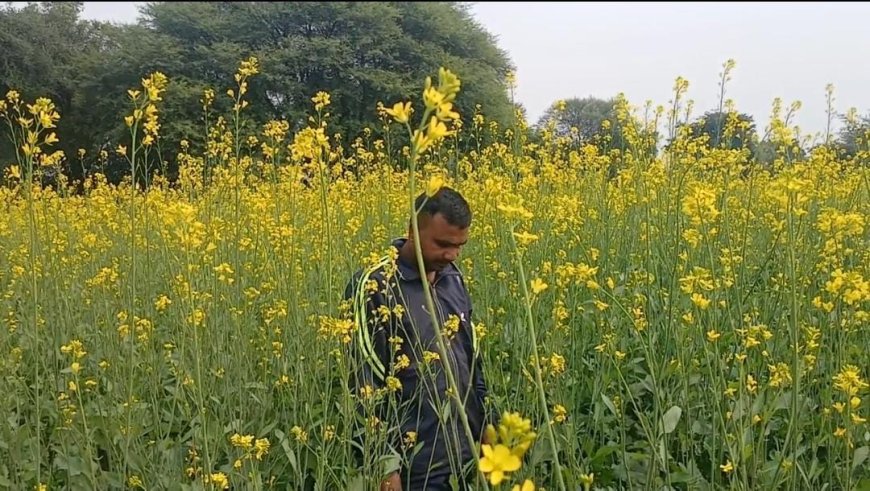 खेतों ने ओढी पीली चादर: सरसों की फसल पर खिलने लगे फूल