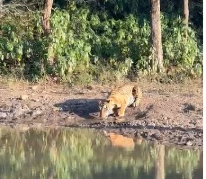 सरिस्का टाइगर रिज़र्व में पर्यटकों को बाघ 2304 की शानदार साइटिंग