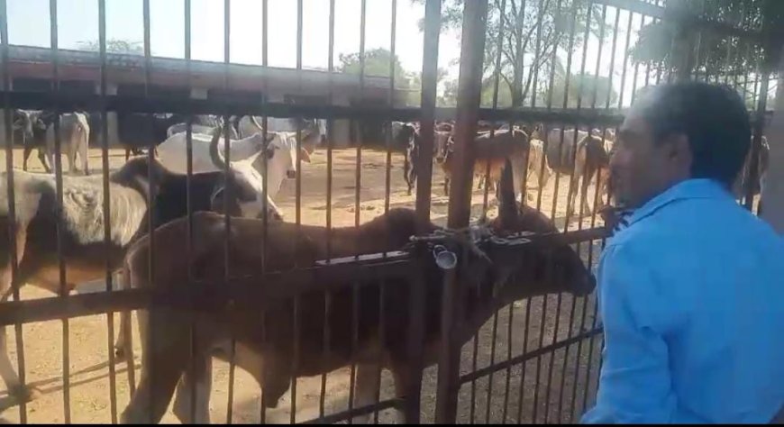 तखतगढ़ उप तहसीलदार जीतेन्द्र बबेरवाल ने नंदी गौशाला का निरीक्षण