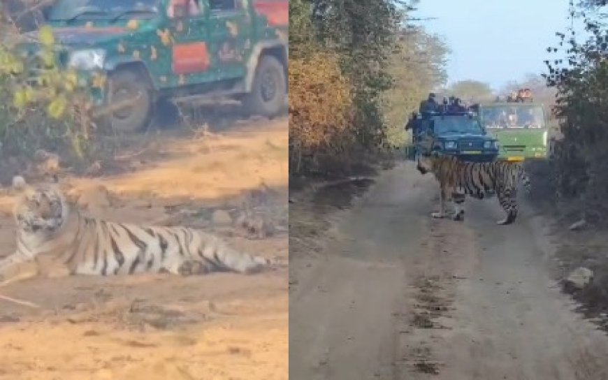 सरिस्का टाइगर रिजर्व में बाघिन एस टी-9 की शानदार साइटिंग, पर्यटक रोमांचित