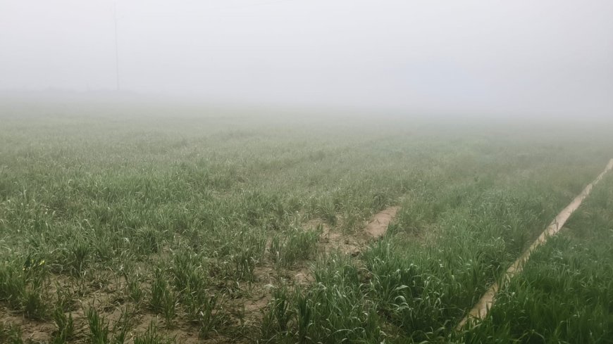 घने कोहरे ने धीमी की वाहनों की रफ्तार, बढ़ते ठंढ़ से जनजीवन पर लगा विराम