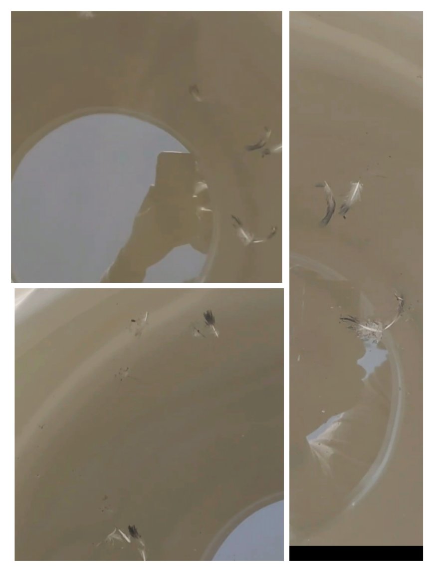 गोविंदगढ़ में पानी की सप्लाई में पक्षियों के पंख: दूषित और बदबूदार पानी से आमजन परेशान, अधिकारी बोले-टंकी की कर रहे सफाई