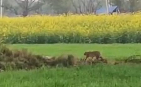 लक्ष्मणगढ़ के जंगल में लेपर्ड होने का शक, वन वभाग ने खेतों से पदचिह्न लिए, जांच जारी