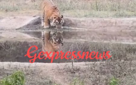 वाटर पांईट पर टाईगर की रोमांचक साइटिंग