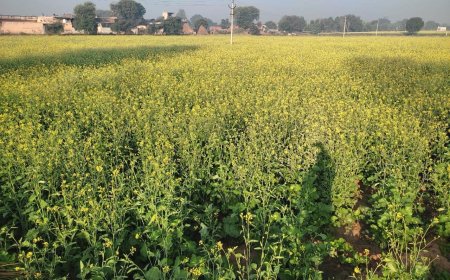 पाला एवं शीतलहर की संभावना, फसलों को बचाने के लिए कृषि विभाग ने दिए सुझाव