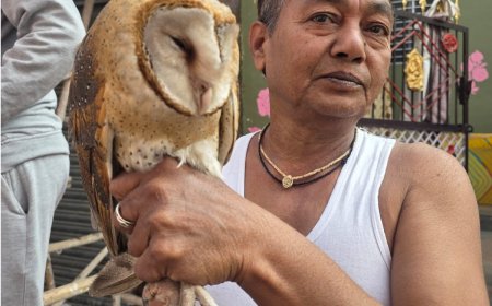 दुर्लभ पक्षी लक्ष्मी वाहन उल्लू का रेस्क्यू कर अस्पताल में उपचार करा लवकुश वाटिका में छोड़ा