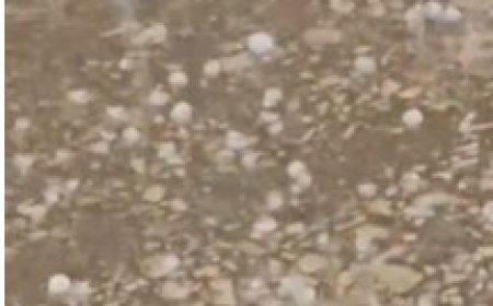 जहाजपुर में पश्चिमी विक्षोभ का असर: बारिश के साथ 10 मिनट तक ओलावृष्टि, सरसों की फसल को नुकसान की आशंका