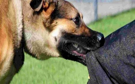 सात नवंबर को सुप्रीम कोर्ट के निर्देशों के बावजूद नगर परिषद गंभीर नहीं;   खैरथल में 12 माह में कुत्तों ने 1010 लोगों को काटा, स्वास्थ्य विभाग के पास मौत के आंकड़े तक नहीं