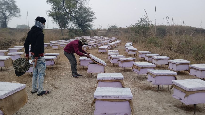 भरतपुर जिले में एक जिला एक उपज के तहत शहद को मिलेगा नया बढ़ावा