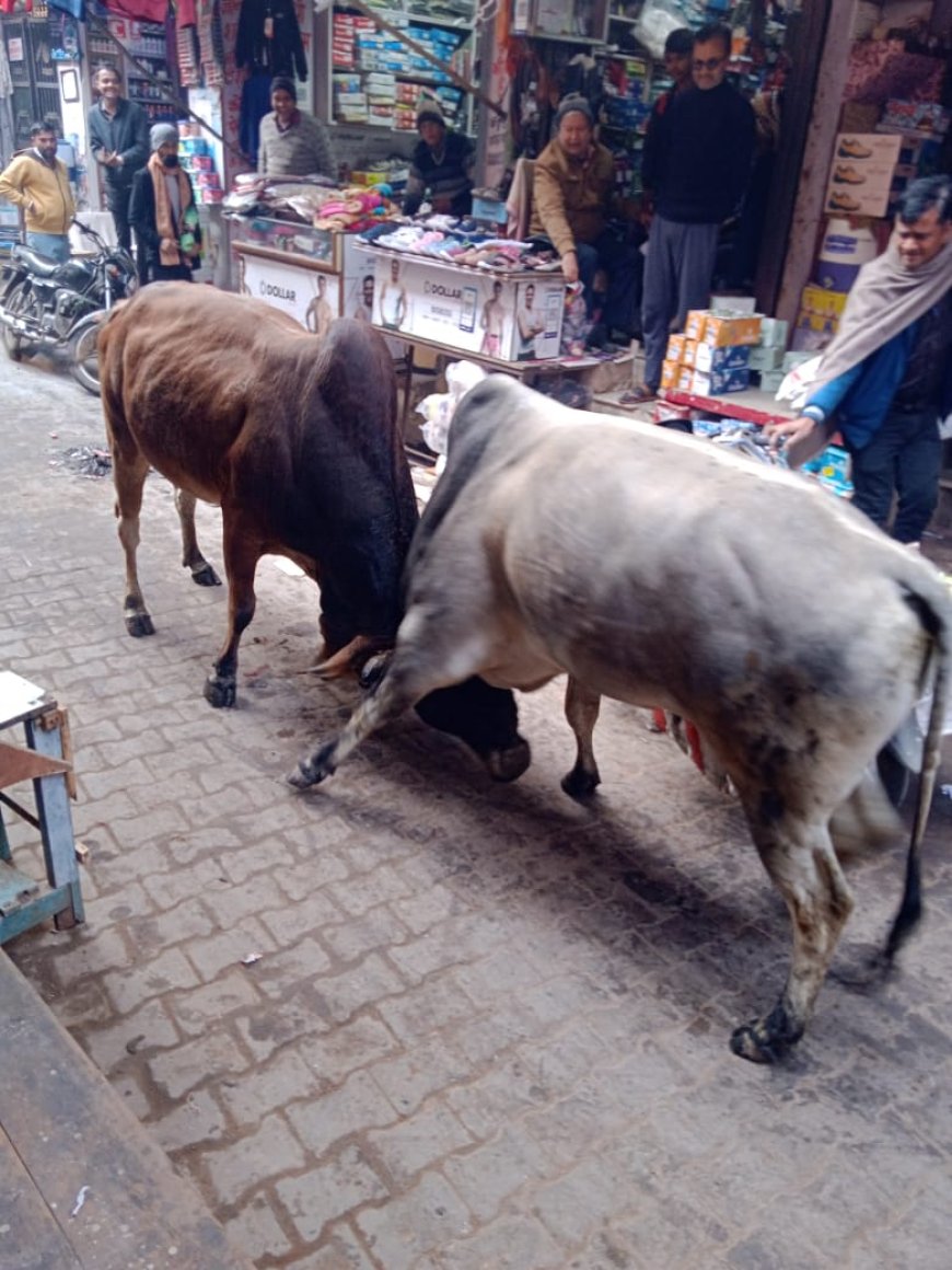 सांडों का आतंक बाजार में भिड गए दो सांड लोग हुए परेशान