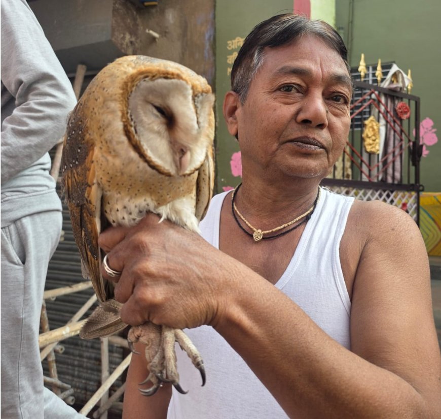 दुर्लभ पक्षी लक्ष्मी वाहन उल्लू का रेस्क्यू कर अस्पताल में उपचार करा लवकुश वाटिका में छोड़ा