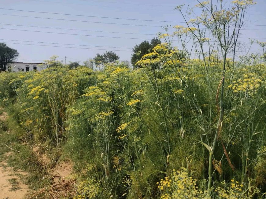 भुसावर वैर क्षेत्र में सौंफ की बम्पर पैदावार; मसाला खेती को विश्वविख्यात भरतपुर