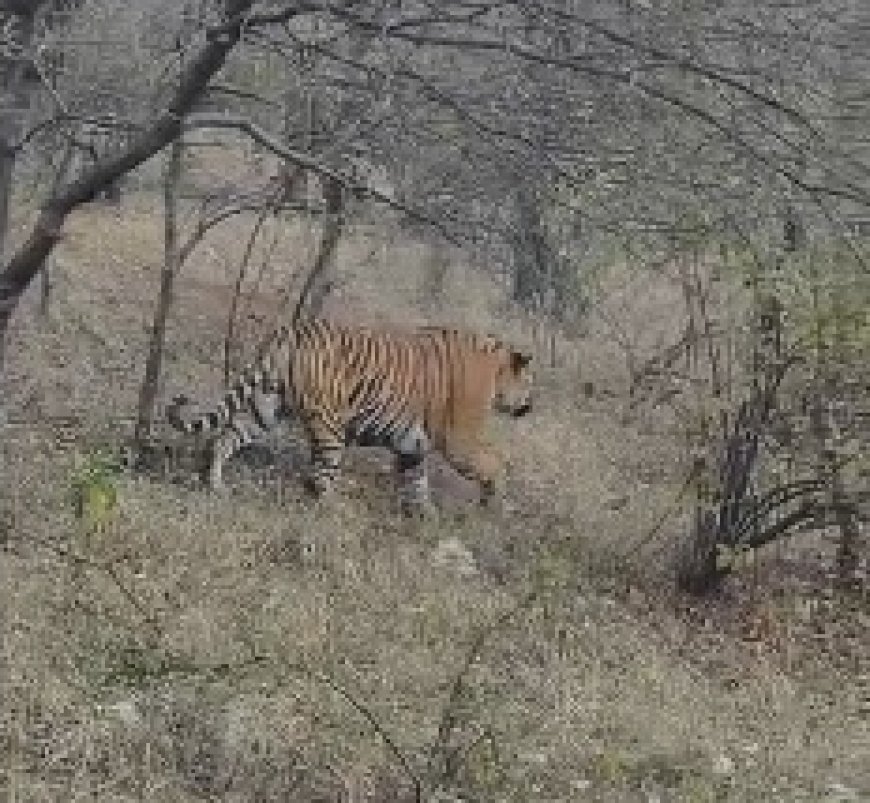 सरिस्का में युवराज टाइगर ST-21 की शानदार साइटिंग पर्यटक हुए रोमांचित