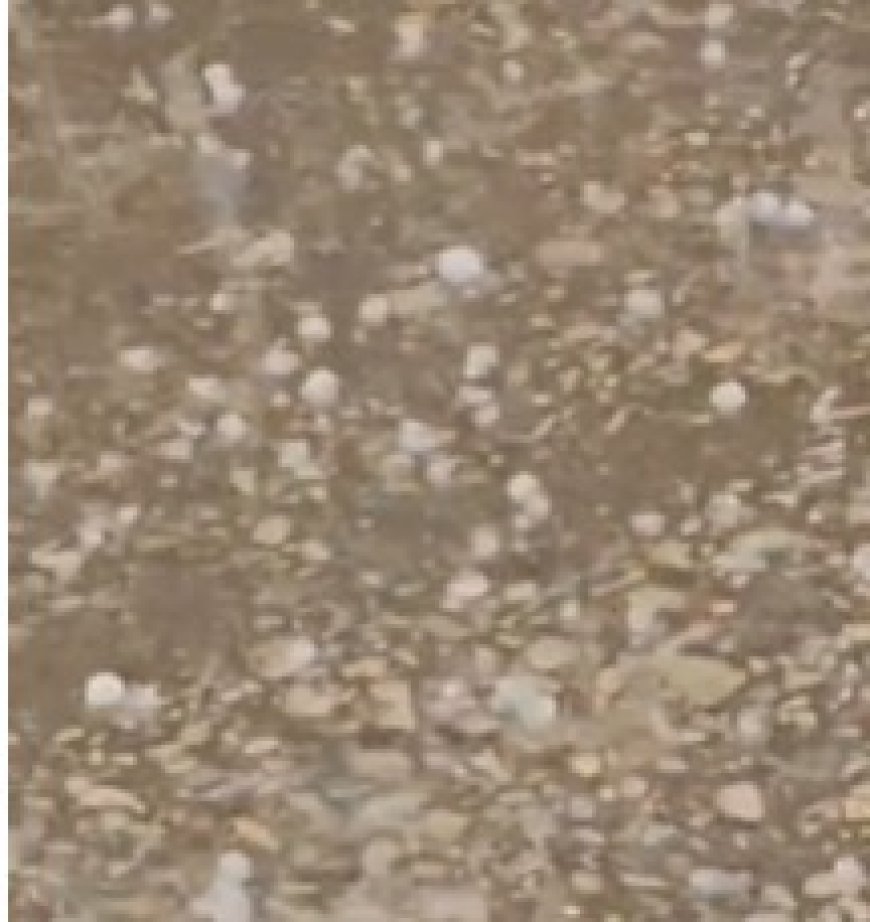 जहाजपुर में पश्चिमी विक्षोभ का असर: बारिश के साथ 10 मिनट तक ओलावृष्टि, सरसों की फसल को नुकसान की आशंका