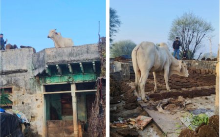 मकान की छत पर चढ़ा नन्दी, ग्रामीणों ने तीन घंटे की मशक्कत के बाद नीचे उतारा