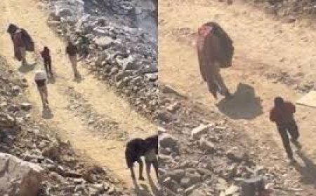 ओडेला में एसडीआरएफ रेस्क्यू टीम पर मधुमक्खियों का हमला: शुक्रवार को खाई में गिरे ऑपरेटर के लिए चालाया जा रहा था सर्च ऑपरेशन, एसडीआरएफ अधिकारी सहित तीन जवान घायल