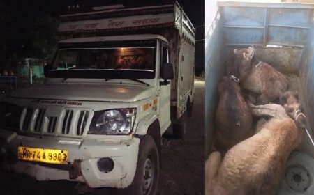 पिक अप में भरे तीन ऊंटों सहित तीन जनों को राजगढ़ पुलिस को सौंपा