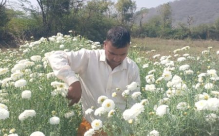 काले सोने की खेती पर चमकते सफेद फूल