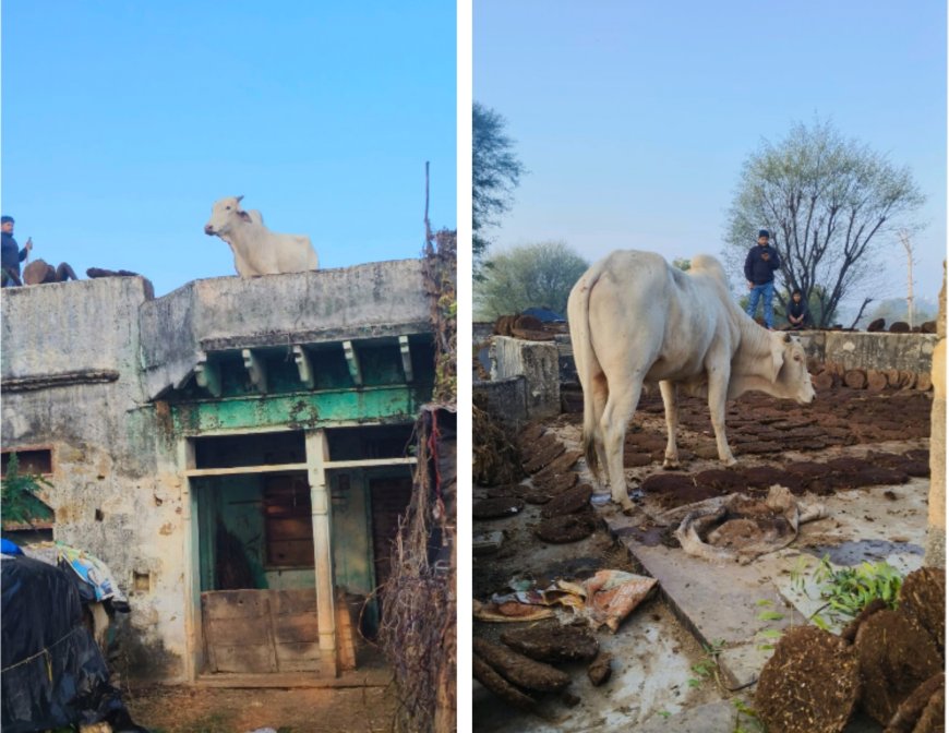 मकान की छत पर चढ़ा नन्दी, ग्रामीणों ने तीन घंटे की मशक्कत के बाद नीचे उतारा