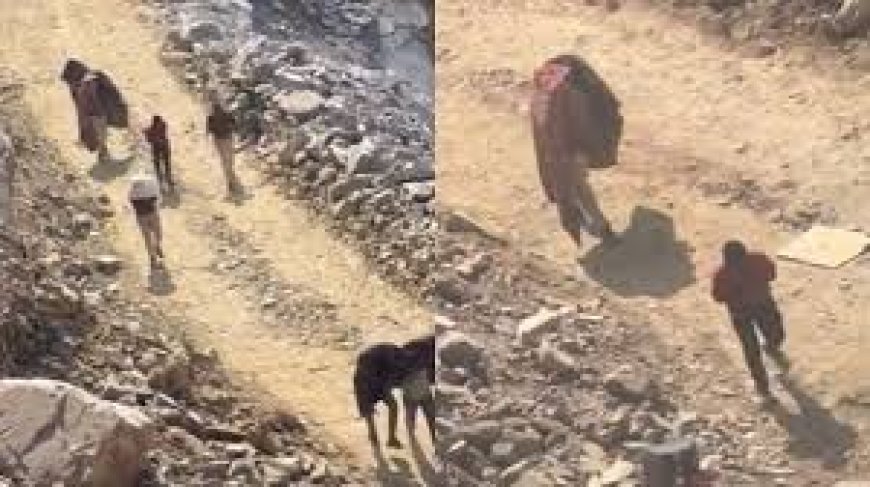 ओडेला में एसडीआरएफ रेस्क्यू टीम पर मधुमक्खियों का हमला: शुक्रवार को खाई में गिरे ऑपरेटर के लिए चालाया जा रहा था सर्च ऑपरेशन, एसडीआरएफ अधिकारी सहित तीन जवान घायल