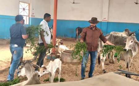 सीआर. चौधरी के जन्मदिवस पर ​घायल गोवंश को खिलाया हरा चारा, गोवंश के इलाज हेतु दवाईयाँ की भेंट