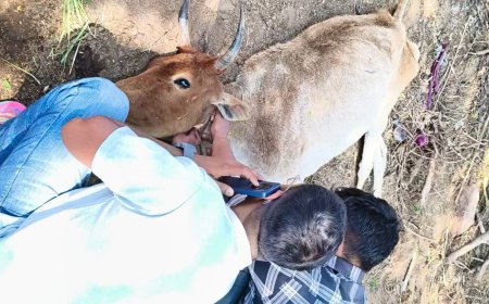 सुनकई में मृत गोवंश का शव 10 घंटे आबादी के बीच पड़ा रहा, सूचना के बावजूद पंचायत ने नहीं की कार्रवाई