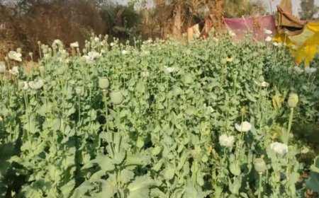 जीरे की फसल के बीच उगाया अफीम:पुलिस ने 740 पौधे जब्त किए, आरोपियों के खिलाफ मामला दर्ज