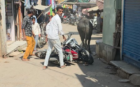 सदर बाजार में आवारा सांडों का तांडव, कई वाहन आये चपेट में