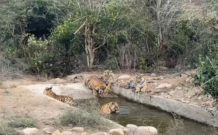 बफर क्षेत्र के बफर जोन मे दिखाई दिए चार शावक और बाघिन