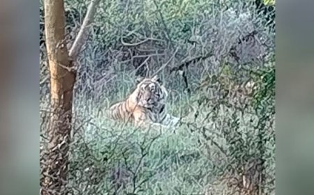 फाइव स्टार होटल की नर्सरी में टाइगर का मूवमेंट: 3 साल के बाघ ने बढ़ाई धड़कनें, विभाग अलर्ट