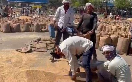 कृषि मंडी में जिंसों की भारी आवक से दिनभर रही गहमागहमी:सवा लाख कट्टे पहुंचे, गेहूं 2150-2530; सरसों 5711-6451 रुपए प्रति क्विंटल