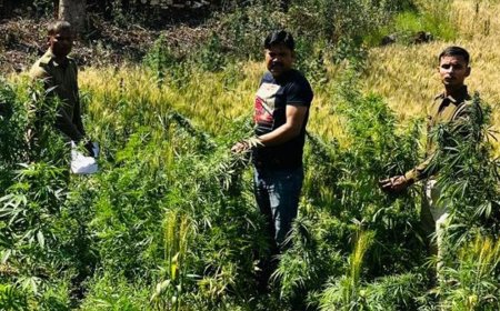 सलूंबर में 'ऑपरेशन त्रिनेत्र' का बड़ा धमाका: दुर्गम पहाड़ियों के बीच लहलहा रही थी गांजे की खेती, 624 पौधे जब्त