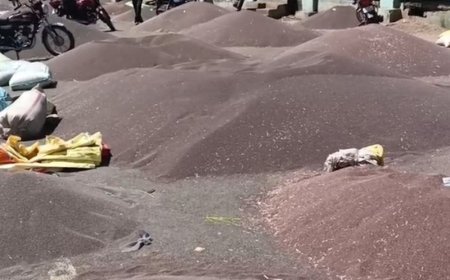 बंपर आवक से गुलजार हुई प्रतापगढ़ मंडी:गेहूं, चना, सरसों, सोयाबीन, मक्का की फसल लेकर पहुंचे किसान