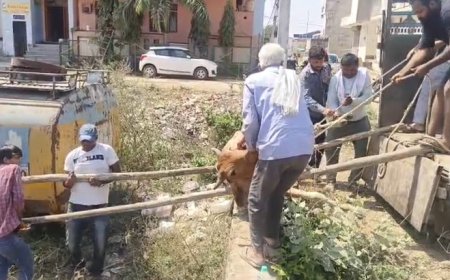 तीन दिन से बीमार पडी गौमाता को गौशाला पहुंचाया, स्थानीय प्रशासन से साधन मुहैया कराने की मांग