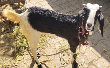 नियमों की उड़ाई जा रही है धज्जियां बिना लाइसेंस के चल रही मांस की दुकाने