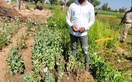 अवैध रूप से बौये अफीम के पौधे जब्त, आरोपी गिरफ्तार