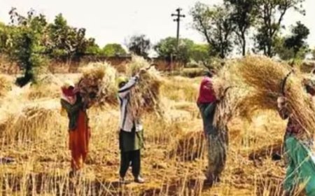 मौसम बदलने की चिंता; खेत से सरसों निकलवाने में जुटे ' किसान, मशीनों का किराया 200 रुपए प्रति बीघा बढ़ा