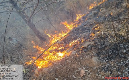 सरिस्का क्षेत्र के जंगल मे आग सैंकडों पेड पौधे जलकर नष्ट