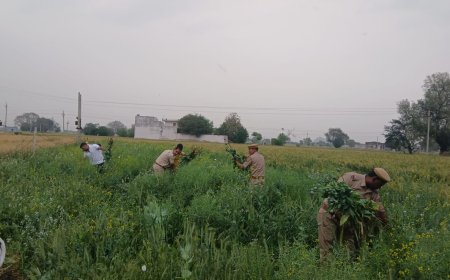 हरसौली में फसल के बीच अफीम की खेती;  पुलिस ने 5,050 पौधे जब्त कर एक आरोपी किया गिरफ्तार, 2 बीघा जमीन पर हो रही थी खेती