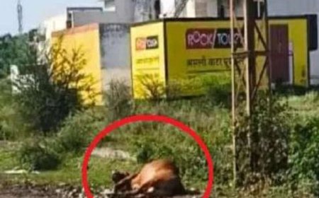 करंट का कहर: लापरवाही के तारों में उलझी गौमाता की मौत, तेजसिंह सर्कल में फूटा जनाक्रोश