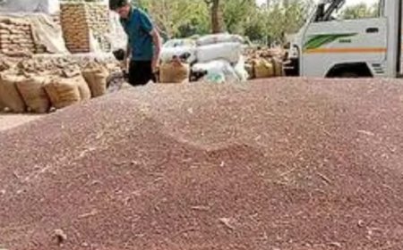 बाजार में सरसों तेज, एमएसपी पर बेचने को 17 ही रजिस्ट्रेशन ,जिले में 25 से शुरू होगी सरकारी खरीद