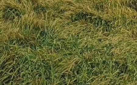 बेमौसम बारिश से गेहूं की फसल पर संकट, पैदावार घटने का बढ़ा खतरा